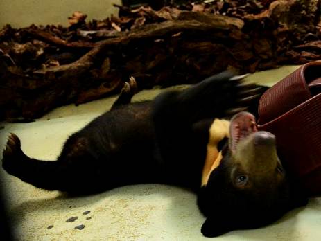 A rescued sun bear enjoys its newfound freedom