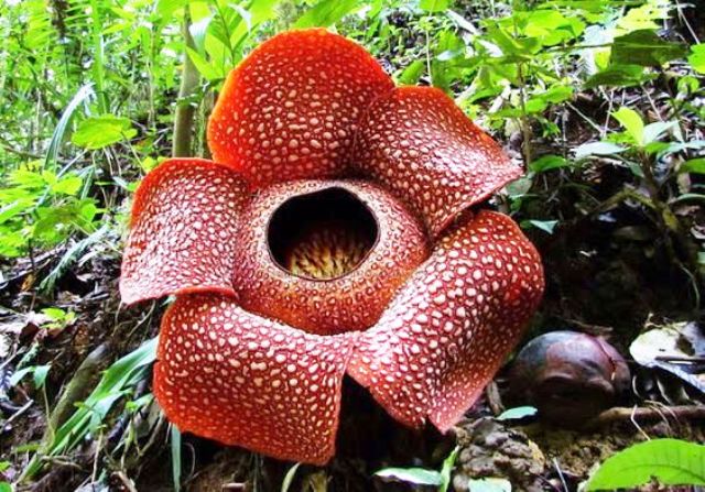 Rafflesia Arnoldii flower 3