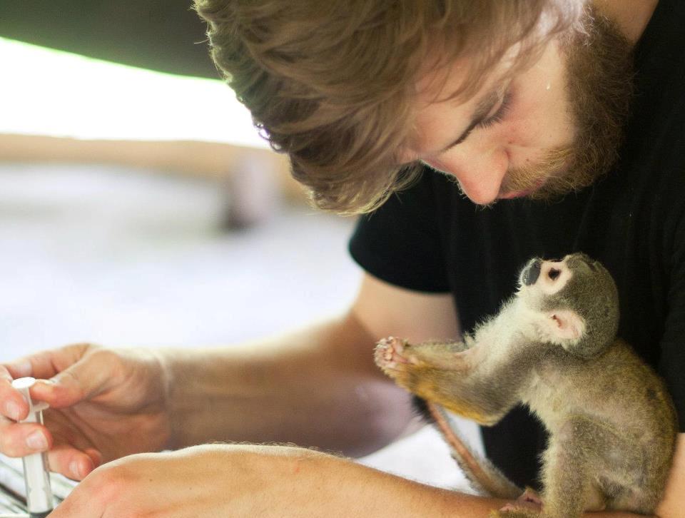 Volunteer feeding baby monkey 