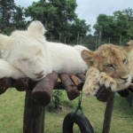 Cubs resting at Kwantu game reserve, South Africa