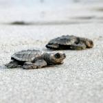 Baby turtles on the beach in Costa Rica