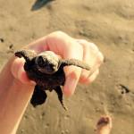 Costa Rica turtles held on beach