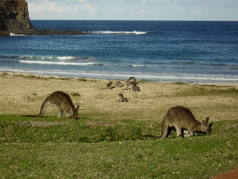 Kangaroos grazing with the ocean and beach in the background 