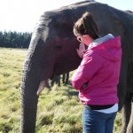 Elephant volunteering