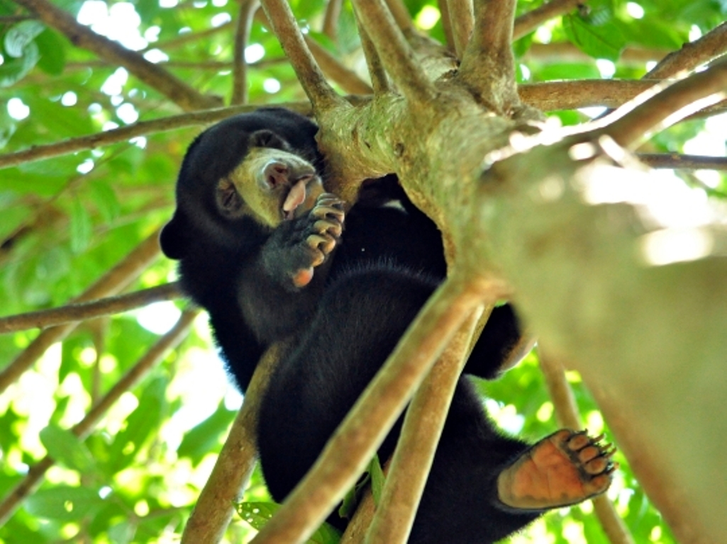 Sleeping sun bear