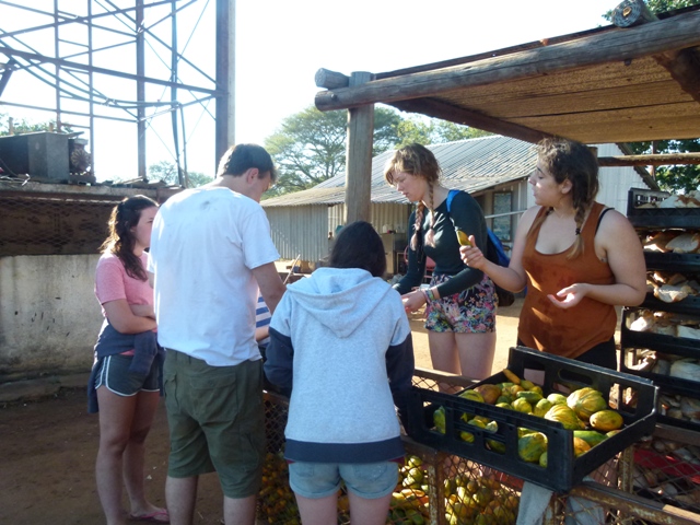 Sorting fruit