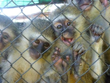 South Africa monkeys