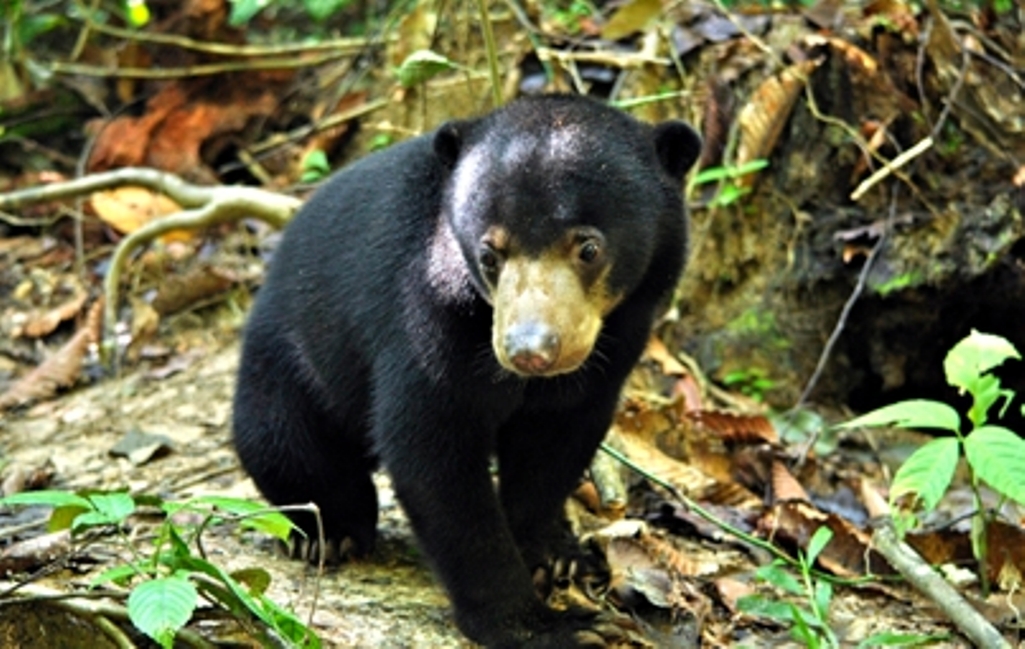 Sun bears volunteering with Oyster 