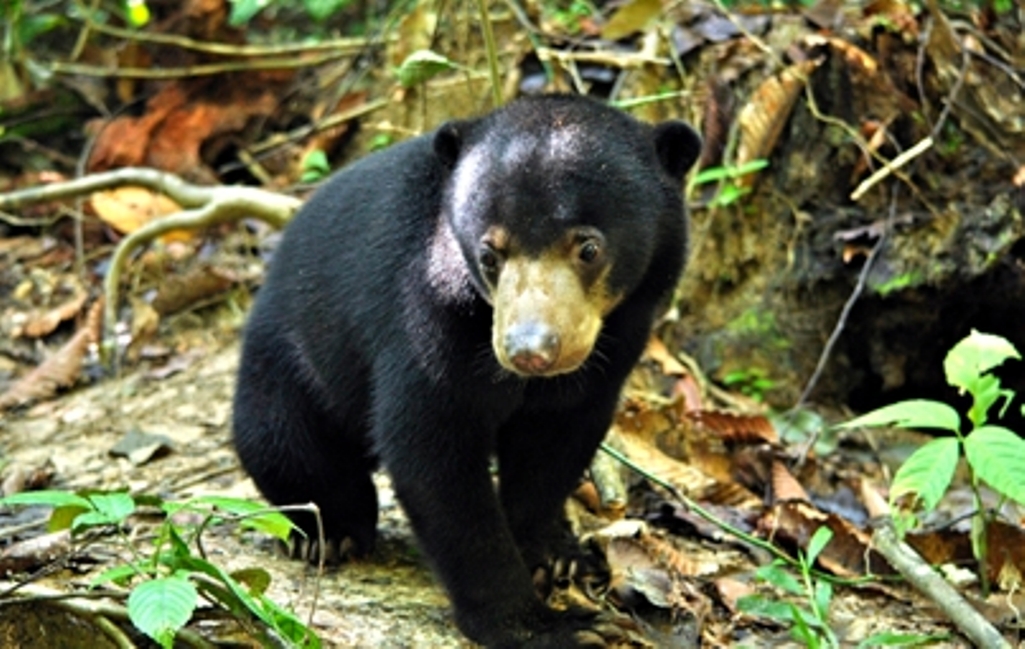 Sun bears volunteering with Oyster 