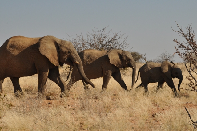 Namibia elephant tracking July update