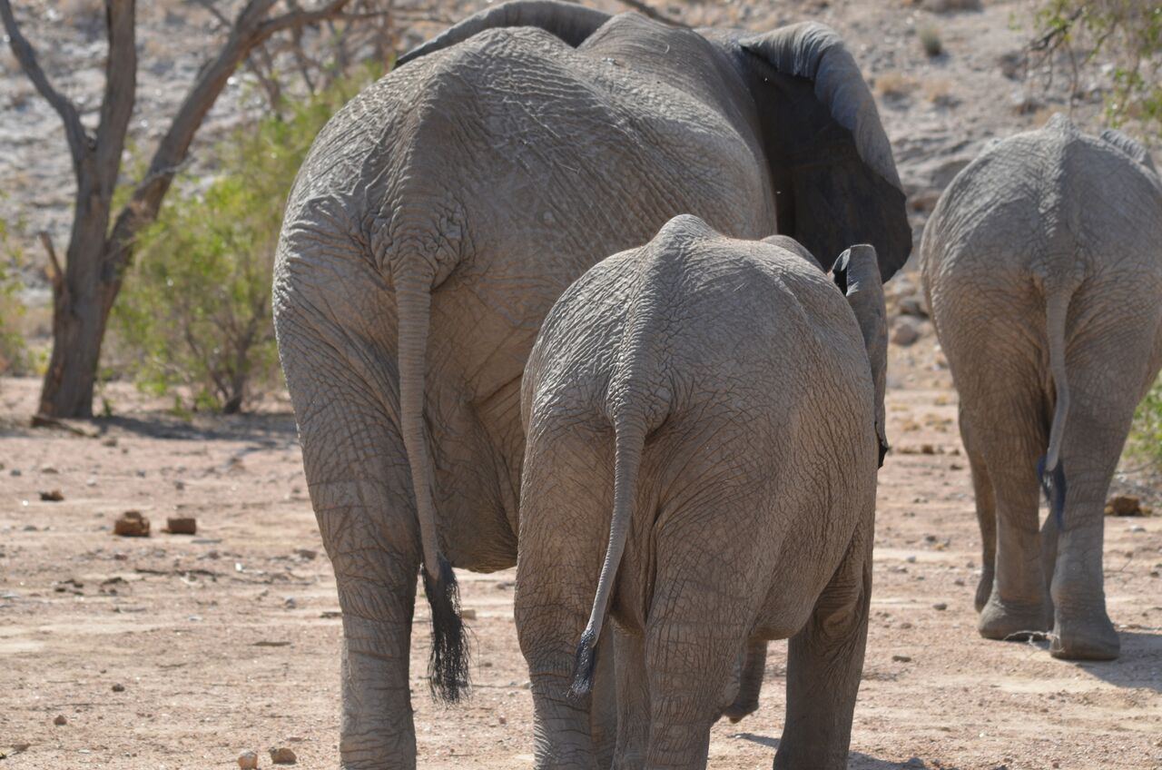 Walking elephants