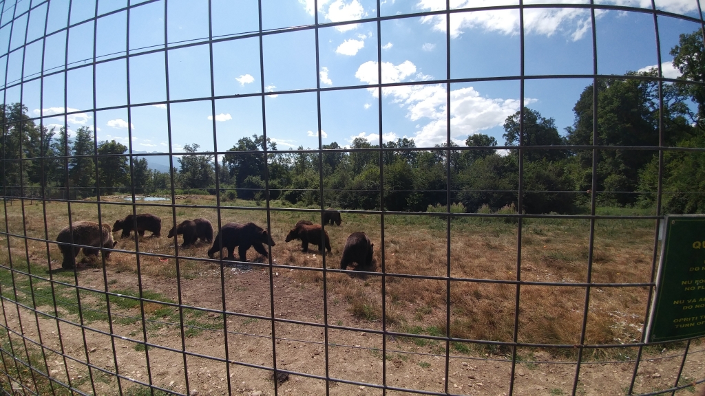 Volunteer trip with bears