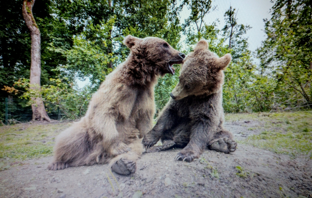 Volunteer with bears