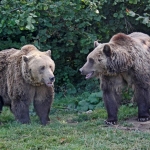 Volunteering with bears