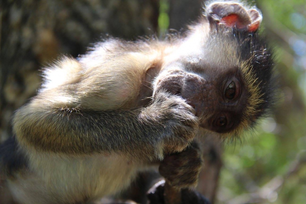 Volunteers life with cheeky monkeys