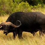 Wildebeest at Kwantu game reserve, South Africa