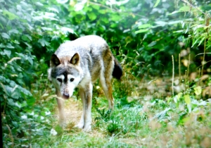 Wolf at the bear sanctuary