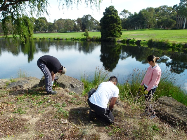 Working hard clearing invasive species