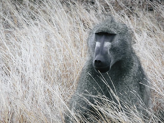 A baboon enjoys life in the wild after the release