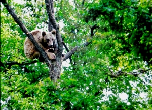 Bear in a tree