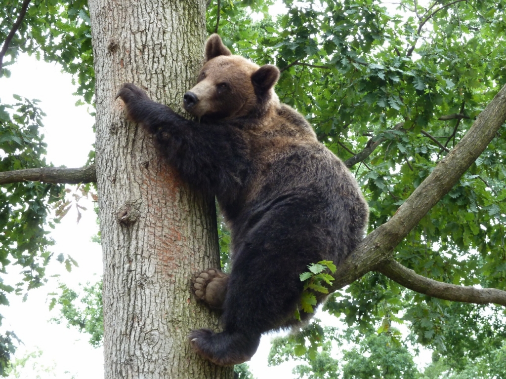 Brown bear in tree