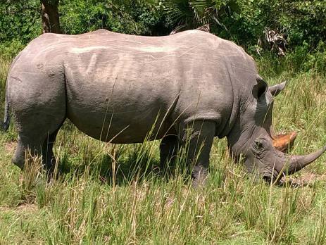 A rhino grazing peacefully in the sanctuary