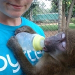 volunteering with monkeys