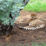 South Africa Lionsrock big cats