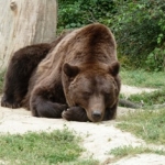 Bears in Romanian sanctuary