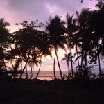 costa rica trees silhouette 