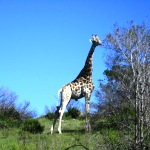 giraffe south africa kwantu safari