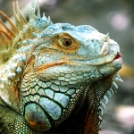 thailand wildlife conservation iguana