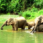 elephants in laos bathing in the river