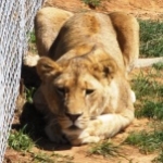 volunteering with lions