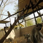 volunteering with monkeys in South Africa