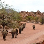 namibia elephants in line