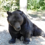 Volunteering with bears in Romania