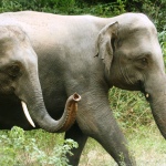 sri lanka elephants
