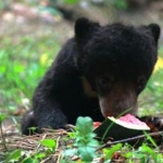 wildlife volunteering in Thailand