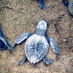 costa rica baby turtle