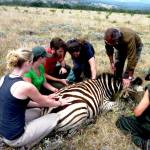 vet experience south africa