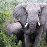 volunteer with elephants in SA