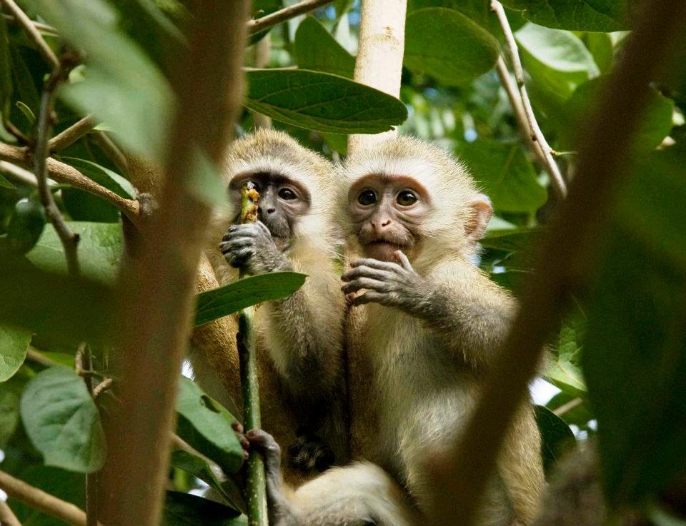 Volunteering with monkeys in South Africa