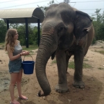 Female volunteer feeding an elephant in Thailand