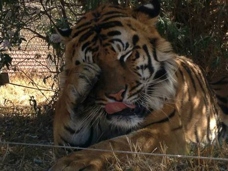 Close up of a tiger sitting in the shade rubbing his eye and licking his nose.