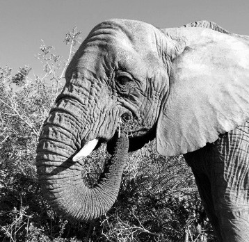 South Africa veterinary experience photo of elephant