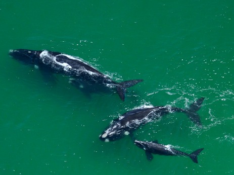 Try to spot whales as they migrate for food and breeding grounds