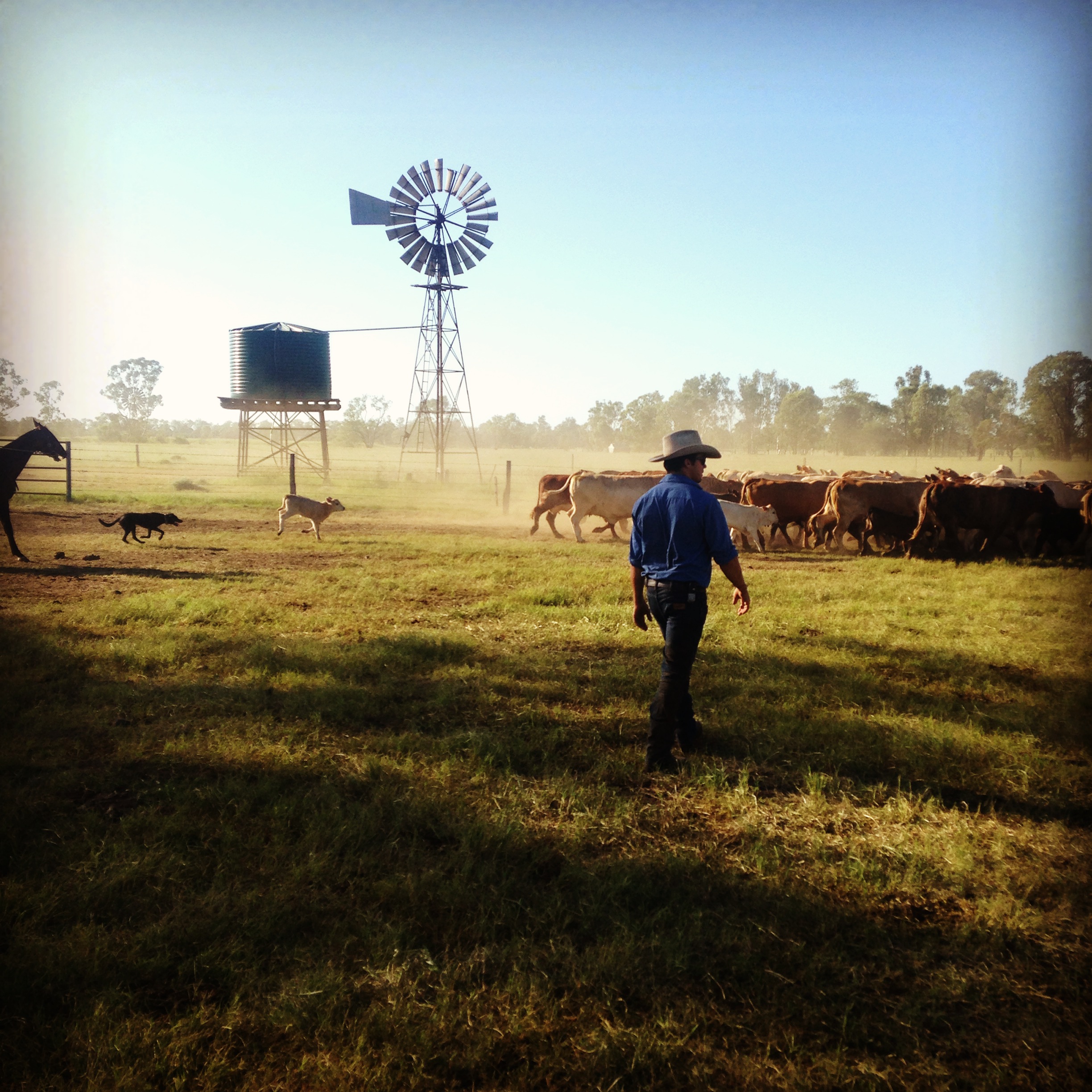 cattle work