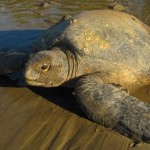 Costa rica turtle 