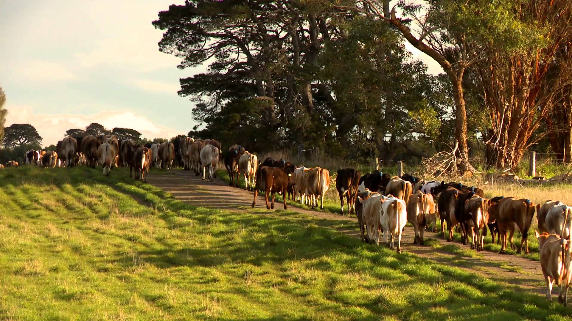 dairy farm